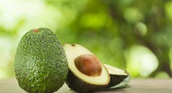 Покриття на основі хітозану може зберігати авокадо протягом тривалого часу Рис.1