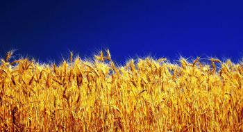 Пшеничні ф’ючерси за тиждень виросли на 1,4-6,2%, а за місяць - на 4,8-19% на тлі посухи у США Рис.1