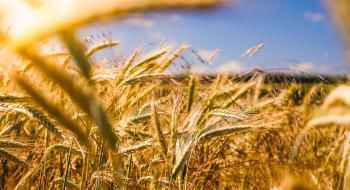 USAID та Corteva Agriscience об'єднують свої зусилля на підтримку українських аграріїв Рис.1