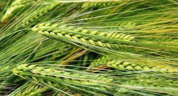В Австралії наступного року виробництво пшениці та ячменю впаде на третину, - огляд іноземних ЗМІ 6-8.06.2023 Рис.1