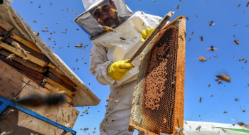 В ОАЕ генетично модифікують бджолиних маток Рис.1