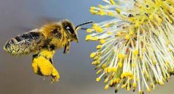 В ОАЕ вчені вивели бджіл, здатних виживати у сильну спеку Рис.1