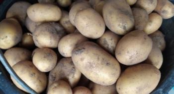 В Україні зросли ціни на торішню картоплю Рис.1