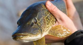 Від завтра ловити рибу заборонять у трьох областях України Рис.1