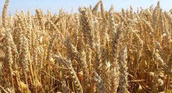 Єгипет може не досягти своєї мети щодо закупівлі місцевої пшениці в 4 млн тонн, - огляд іноземних ЗМІ 8-9.06.2023 Рис.1