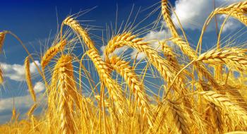 Біржові котирування на пшеницю впали на 3,3-5,9%, але в Україні ціни зростають на тлі тривалих опадів Рис.1