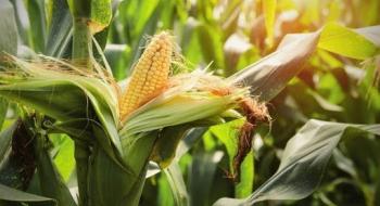Бразилія зібрала 20% кукурудзи другого урожаю, і прогнози виробництва знову підвищено Рис.1