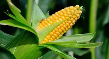 Ціни на кукурудзу в очікуванні звіту USDA залишаються під тиском покращення погоди у США т Рис.1