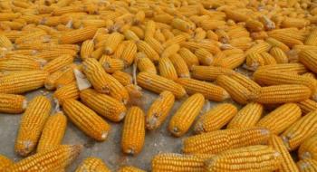 Ціни на кукурудзу виросли на 6% на тлі сухої і спекотної погоди в США Рис.1