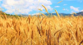 Ціни на пшеницю наприкінці тижня знизилися, оскільки трейдери почали фіксувати прибутки Рис.1