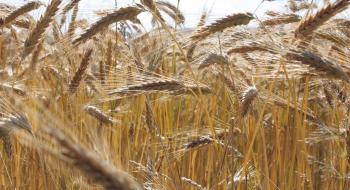 Ціни на пшеницю у США виросли на 5-6% на тлі затримки збирання, а також імовірного закриття зернового коридору в Україні Рис.1