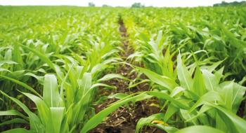Дощі продовжують покращувати стан посівів сої та кукурудзи у США Рис.1