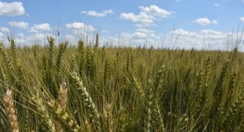 Експерти ФАО прогнозують зниження світового виробництва пшениці у 2023 р Рис.1