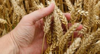 Хлібороби Хмельниччини відмовляються вирощувати пшеницю Рис.1