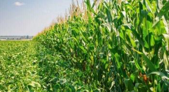 Квартальний звіт USDA по посівах сої та кукурудзи у США шокував ринки Рис.1