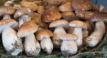 Лісівники Хмельниччини планують заготовити тонну білих грибів, частину передадуть військовим Рис.1