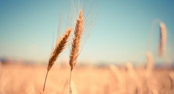 Ліван збільшить площі посівів пшениці до 24 тис. акрів, - огляд іноземних ЗМІ 25-27.07.2023 Рис.1