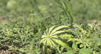 На Одещині виробник органіки розпочав сезон кавунів Рис.1