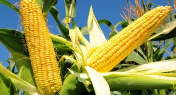 Названо країну, що випередила Україну на ринку кукурудзи Рис.1