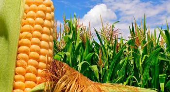 Посуха може завадити планам ЄС відновити виробництво кукурудзи Рис.1