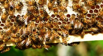 Ремесло Сватівських бджолярів визнали нематеріальною культурною спадщиною України Рис.1