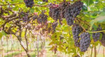 У Мінагрополітики обговорили створення «Виноградарсько-виноробного реєстру» та визначили перспективні регіони для виробництва Рис.1