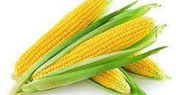 Україна експортувала перший мільйон тонн кукурудзи в новому маркетинговому році Рис.1