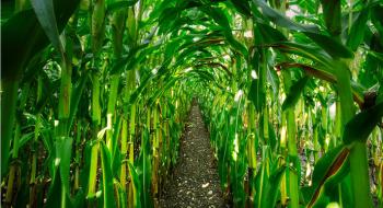 USDA покращило прогнози для української кукурудзи Рис.1