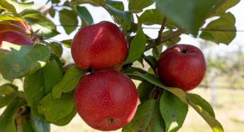В «Садах Дніпра» висадили ще 21 га яблунь і анонсують більше зростання восени Рис.1
