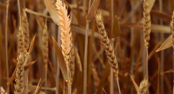 В Україні намолочено понад 2 млн тонн нового врожаю Рис.1