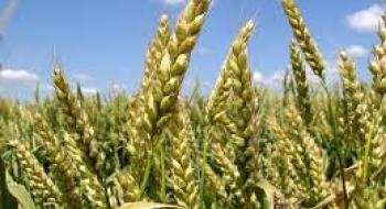 В Україні закупівельні ціни на пшеницю залишаються на низькому рівні 160-170 $/т Рис.1