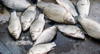 Внаслідок підриву Каховської ГЕС втрачено понад 11 тисяч тонн риби,- Микола Сольський Рис.1