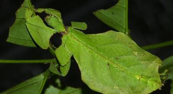 Цікаво і загадково: виявлено нових листових комах Рис.1