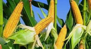 Ціни на кукурудзу виросли на даних кроп-туру по США Рис.1