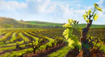 Глобальне виробництво винограду зростає четвертий рік поспіль Рис.1