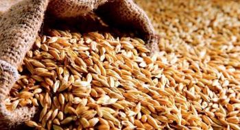 На експорт у серпні пішло більше мільйона тонн пшениці Рис.1