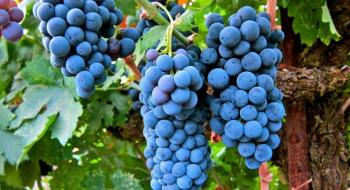 На Одещині очікують збільшення площ під виноградом Рис.1