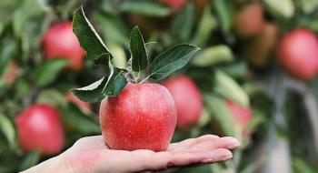 На українському ринку ціни на яблука є рекордними за всю історію незалежності Рис.1