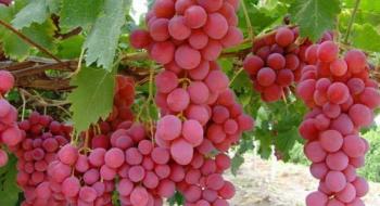 Під Одесою досліджують 20 безнасінних сортів винограду Рис.1