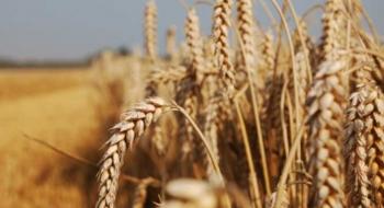 Посуха в Іспанії суттєво скорочує врожай пшениці Рис.1