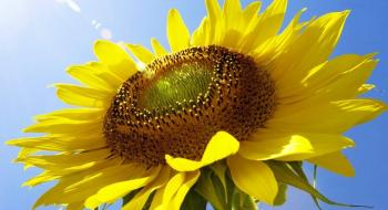 Прогноз світового виробництва соняшника підвищено завдяки гарному урожаю в Україні Рис.1