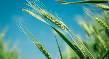 Пшеничні котирування продовжують падати, втративши за тиждень 8,5-13,5% Рис.1