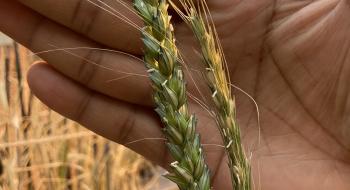 Стародавнє зерно розкриває генетичні секрети того, як зробити хлібну пшеницю більш стійкою Рис.1