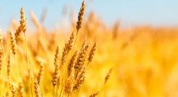 У липні Румунія була найбільшим експортером пшениці в ЄС, - огляд іноземних ЗМІ 17-18.08.2023 Рис.1