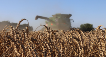 У США розпочато збирання ярої пшениці Рис.1