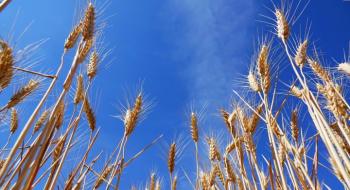 В Аргентині очікується відновлення виробництва пшениці, - огляд іноземних ЗМІ 1-2.08.2023 Рис.1