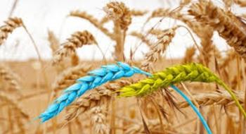В новому сезоні Україна експортувала перший мільйон тонн пшениці Рис.1