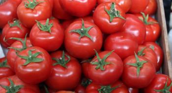 В Україні знизилися ціни на томати Рис.1