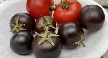 Вчені з Норвіча сподіваються, що фіолетові помідори незабаром почнуть продавати у Великій Британії Рис.1