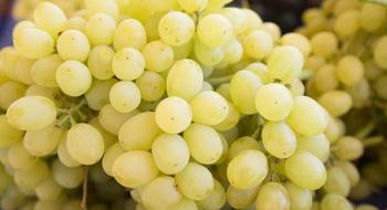 Виноградне господарство на Одещині майже весь урожай продає через інтернет Рис.1